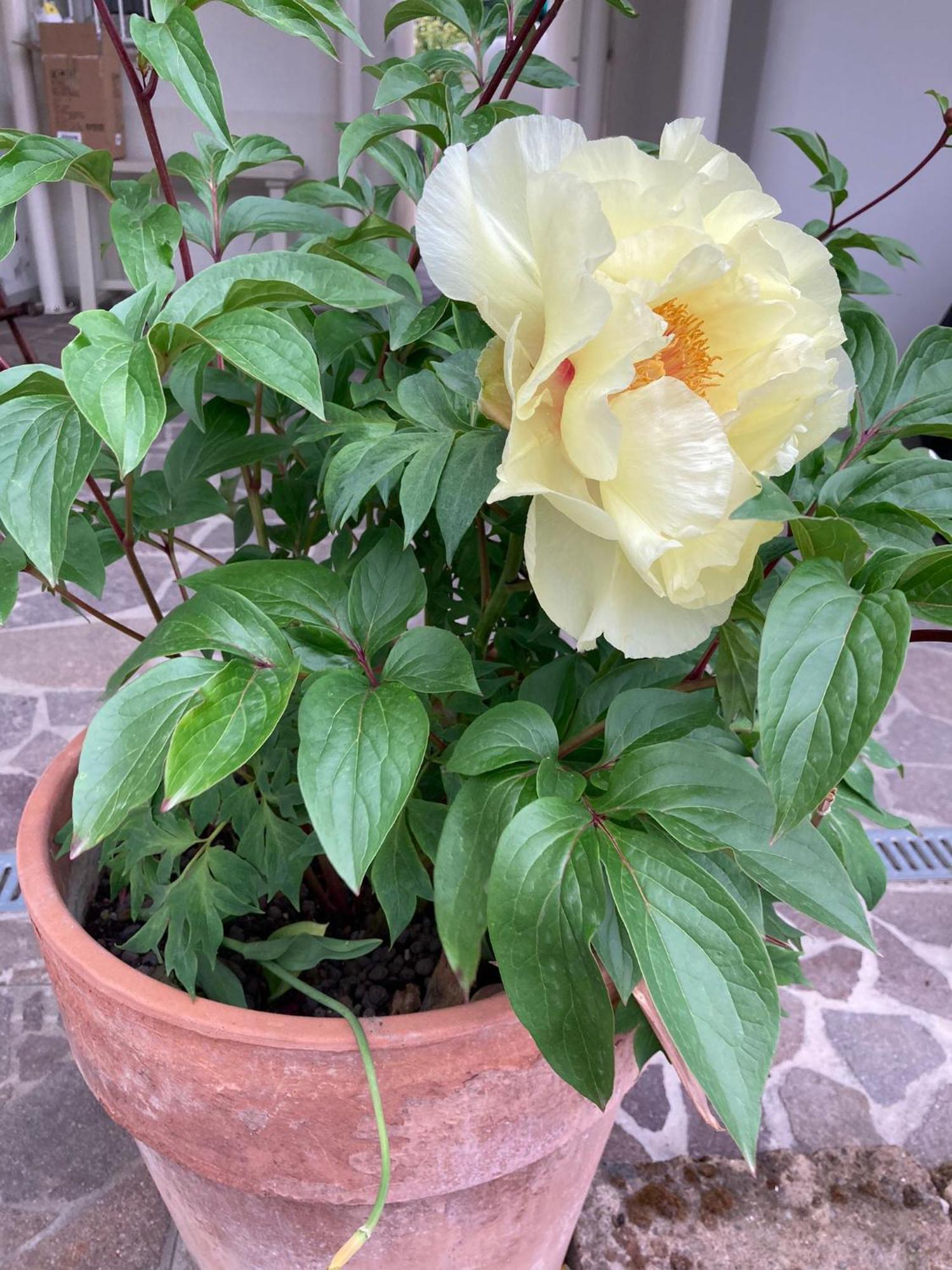 La Casona B&B San Michele allʼAdige Екстериор снимка